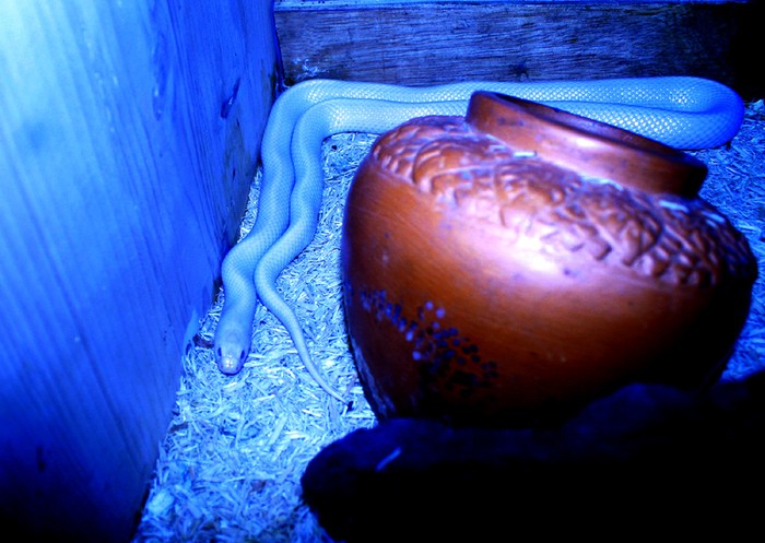 Một chú rắn bạch tạng quí hiếm